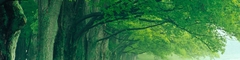 Green-forest-wallpaper