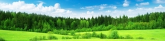 green-grass-2560x1440-thick-forest-blue-sky-5051