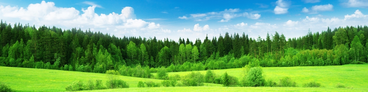green-grass-2560x1440-thick-forest-blue-sky-5051